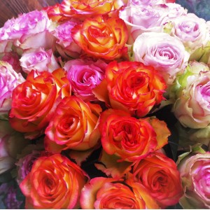 31 разноцветни рози