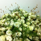 Експлозия от мини рози