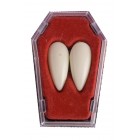 Зъби Вампир, 2 бр.