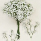 Гипсофил, клонка, 50 см, / 30 см цвят/