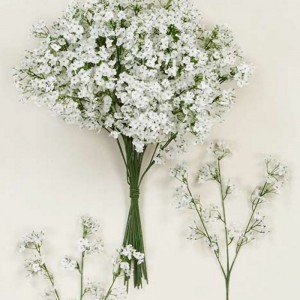 Гипсофил, клонка, 50 см, / 30 см цвят/