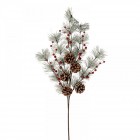 Елхова клонка с шишарки