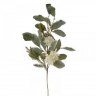 Клонка бели цветчета, 78.5 см