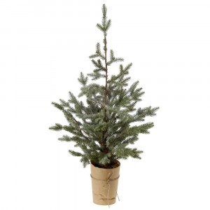 Декоративна елха заснежена в саксия 1