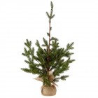 Декоративна елха в саксия/зебло 3