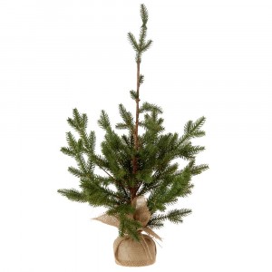 Декоративна елха в саксия/зебло 3