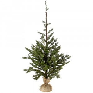 Декоративна елха в саксия/зебло 1