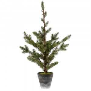 Декоративна елха в саксия 2