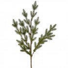 Клонка зелена 2