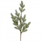 Клонка зелена 1