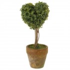 Декоративно дръвче в саксия 4