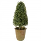 Декоративно дръвче в саксия 2