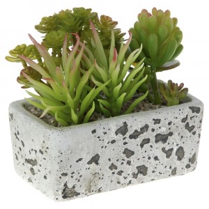 Аранжировка сукуленти в керамична саксия 2, 13Х6Х8СМ