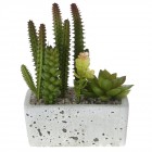 Аранжировка сукуленти в керамична саксия 1, 13Х6Х8СМ