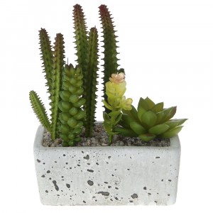 Аранжировка сукуленти в керамична саксия 1, 13Х6Х8СМ