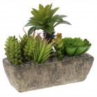 Аранжировка сукуленти в керамична саксия 2, 20Х7Х8СМ