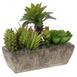 Аранжировка сукуленти в керамична саксия 2, 20Х7Х8СМ