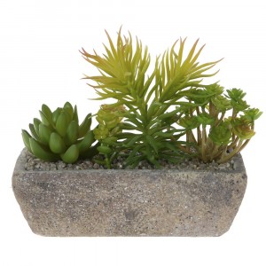 Аранжировка сукуленти в керамична саксия 1, 20Х7Х8СМ