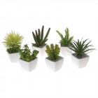 Сукуленти в керамична саксийка, 7Х7Х7СМ