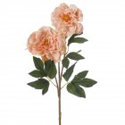 Стрък божур, крем, Ф15х89 см