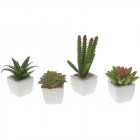 Кактус в саксия