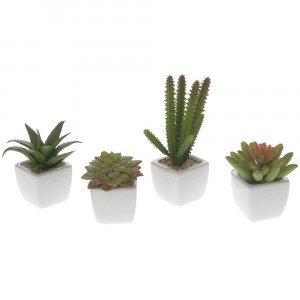 Кактус в саксия