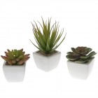 Сукулент в саксия