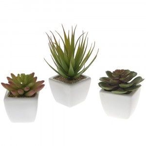 Сукулент в саксия