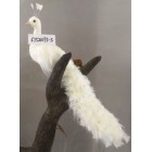 Паун покрит с бели пера и камъни, 20х15х65 см