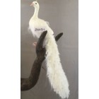 Паун покрит с бели пера и камъни, 25х19х100 см