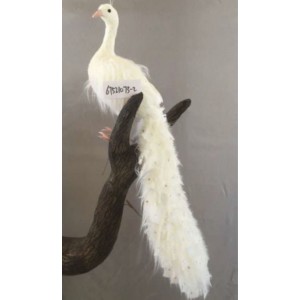 Паун покрит с бели пера и камъни, 25х19х100 см