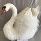 Лебед покрит с бели пера и кадифе, 49х30х40 см