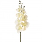 Клон орхидея, крем, 98 см
