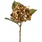 Хортензия, меланж, 53 см