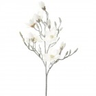 Клон заскрежена магнолия, бяла, 117 см