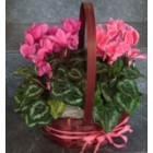 Аранжировка Аранжировка