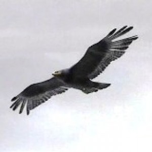 Ваучер за полети по избор за фенове на летенето.