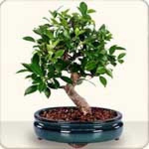 Саксийно растение Бонсай