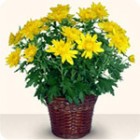 Хризантеми в саксия (малка – 20 см.) Хризантеми в саксия (малка – 20 см.)