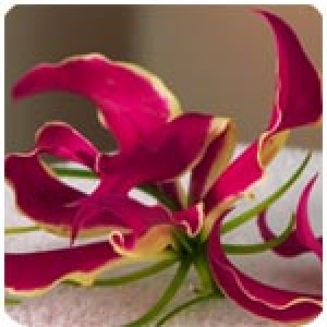 Капка от мистична Индия -Обновяващ масаж с индийско орехче Капка от мистична Индия -Обновяващ масаж с индийско орехче