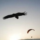 Свободата на птиците - полет над гнездата на лешоядите в Кресна Свободата на птиците - полет над гнездата на лешоядите в Кресна