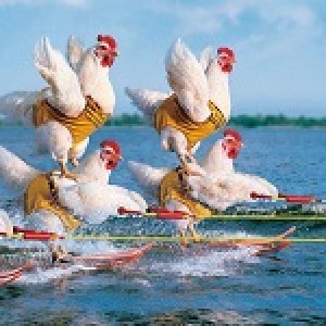 Сертификат за водни приключения от Тюленово до Синеморец с право на избор.