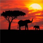 Кения - невероятна и дива Кения - невероятна и дива