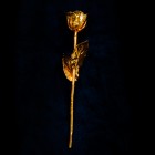 Gold Rose