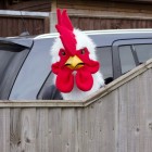 Rooster Moving Mask