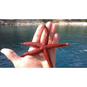 Плаване из Споради Плаване из Споради